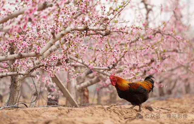 动物拍片腹部怎么摆阳春三月，去郑州这些地方赏桃花！_https://www.jmylbn.com_新闻资讯_第15张