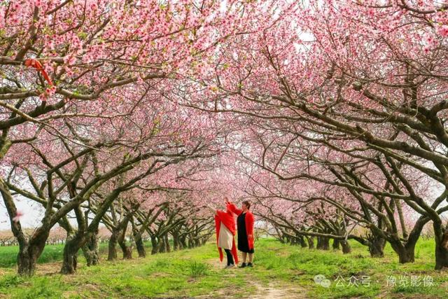 动物拍片腹部怎么摆阳春三月，去郑州这些地方赏桃花！_https://www.jmylbn.com_新闻资讯_第18张