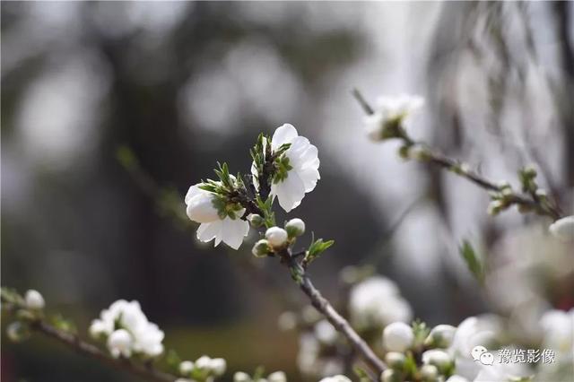动物拍片腹部怎么摆阳春三月，去郑州这些地方赏桃花！_https://www.jmylbn.com_新闻资讯_第5张