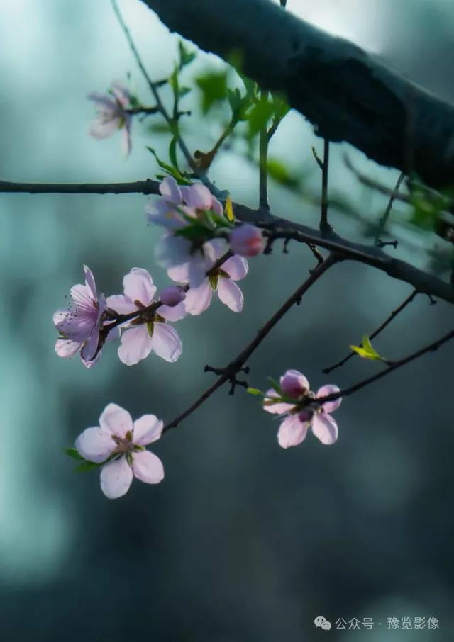 动物拍片腹部怎么摆阳春三月，去郑州这些地方赏桃花！_https://www.jmylbn.com_新闻资讯_第19张