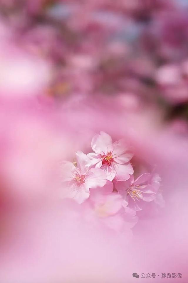 动物拍片腹部怎么摆阳春三月，去郑州这些地方赏桃花！_https://www.jmylbn.com_新闻资讯_第23张