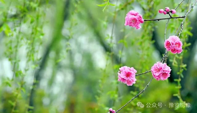 动物拍片腹部怎么摆阳春三月，去郑州这些地方赏桃花！_https://www.jmylbn.com_新闻资讯_第1张