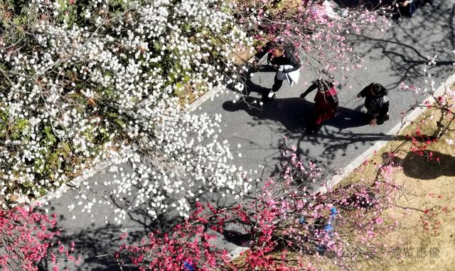 动物拍片腹部怎么摆阳春三月，去郑州这些地方赏桃花！_https://www.jmylbn.com_新闻资讯_第13张