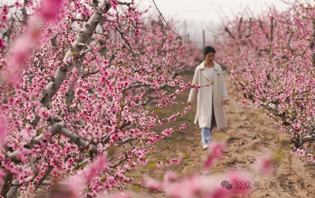 动物拍片腹部怎么摆阳春三月，去郑州这些地方赏桃花！_https://www.jmylbn.com_新闻资讯_第14张