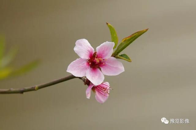 动物拍片腹部怎么摆阳春三月，去郑州这些地方赏桃花！_https://www.jmylbn.com_新闻资讯_第3张