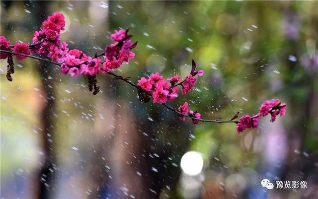 动物拍片腹部怎么摆阳春三月，去郑州这些地方赏桃花！_https://www.jmylbn.com_新闻资讯_第22张