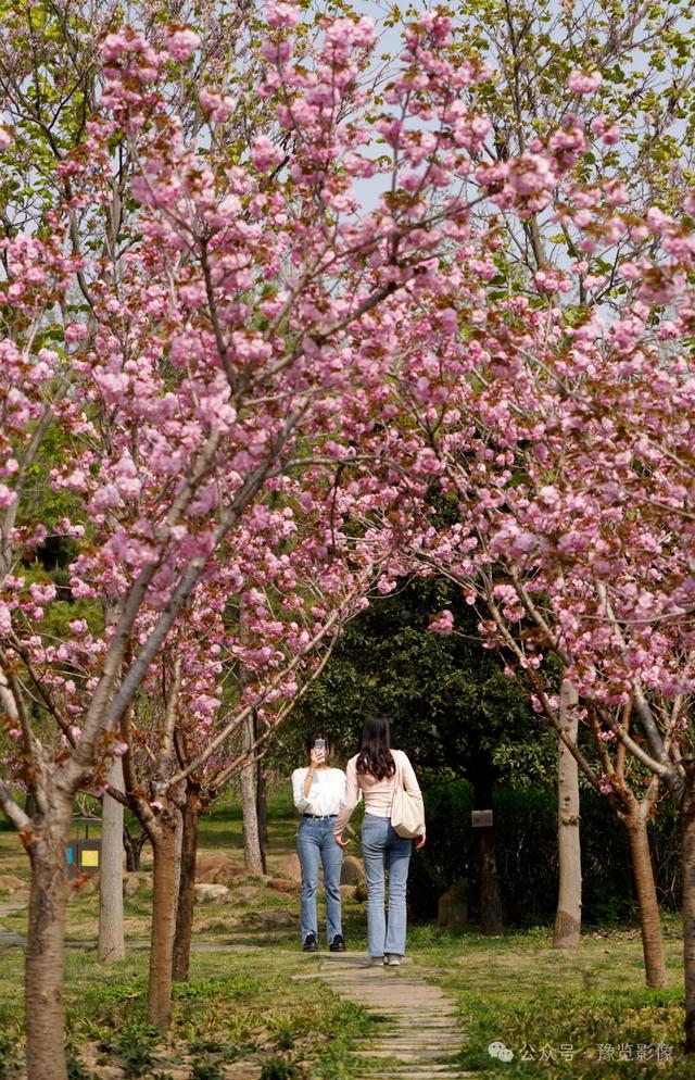 动物拍片腹部怎么摆阳春三月，去郑州这些地方赏桃花！_https://www.jmylbn.com_新闻资讯_第12张