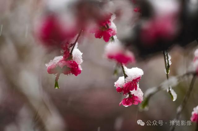 动物拍片腹部怎么摆阳春三月，去郑州这些地方赏桃花！_https://www.jmylbn.com_新闻资讯_第20张