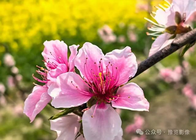 动物拍片腹部怎么摆阳春三月，去郑州这些地方赏桃花！_https://www.jmylbn.com_新闻资讯_第21张