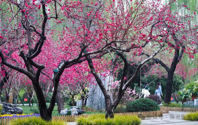 动物拍片腹部怎么摆阳春三月，去郑州这些地方赏桃花！_https://www.jmylbn.com_新闻资讯_第10张