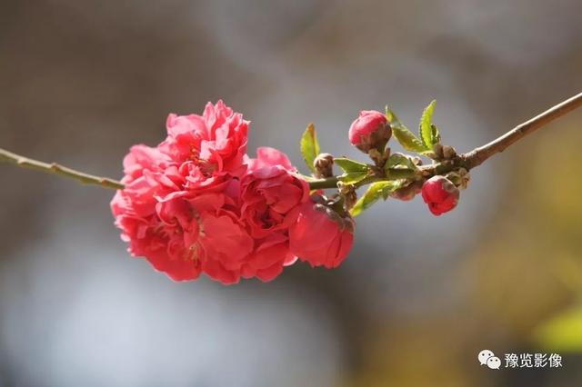 动物拍片腹部怎么摆阳春三月，去郑州这些地方赏桃花！_https://www.jmylbn.com_新闻资讯_第6张