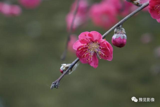 动物拍片腹部怎么摆阳春三月，去郑州这些地方赏桃花！_https://www.jmylbn.com_新闻资讯_第7张