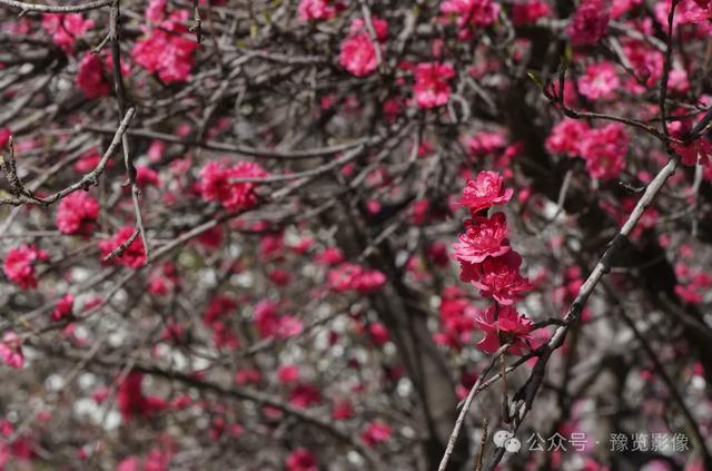 动物拍片腹部怎么摆阳春三月，去郑州这些地方赏桃花！_https://www.jmylbn.com_新闻资讯_第9张