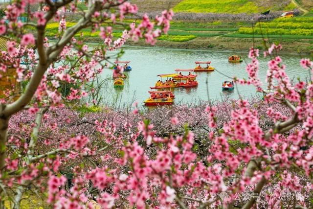 动物拍片腹部怎么摆阳春三月，去郑州这些地方赏桃花！_https://www.jmylbn.com_新闻资讯_第17张