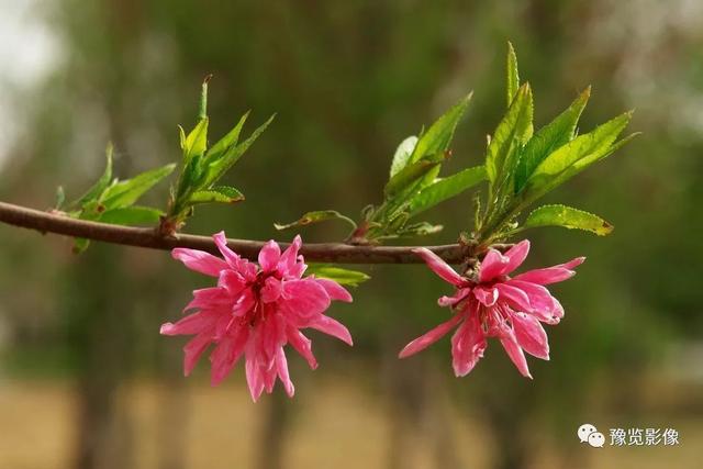 动物拍片腹部怎么摆阳春三月，去郑州这些地方赏桃花！_https://www.jmylbn.com_新闻资讯_第4张